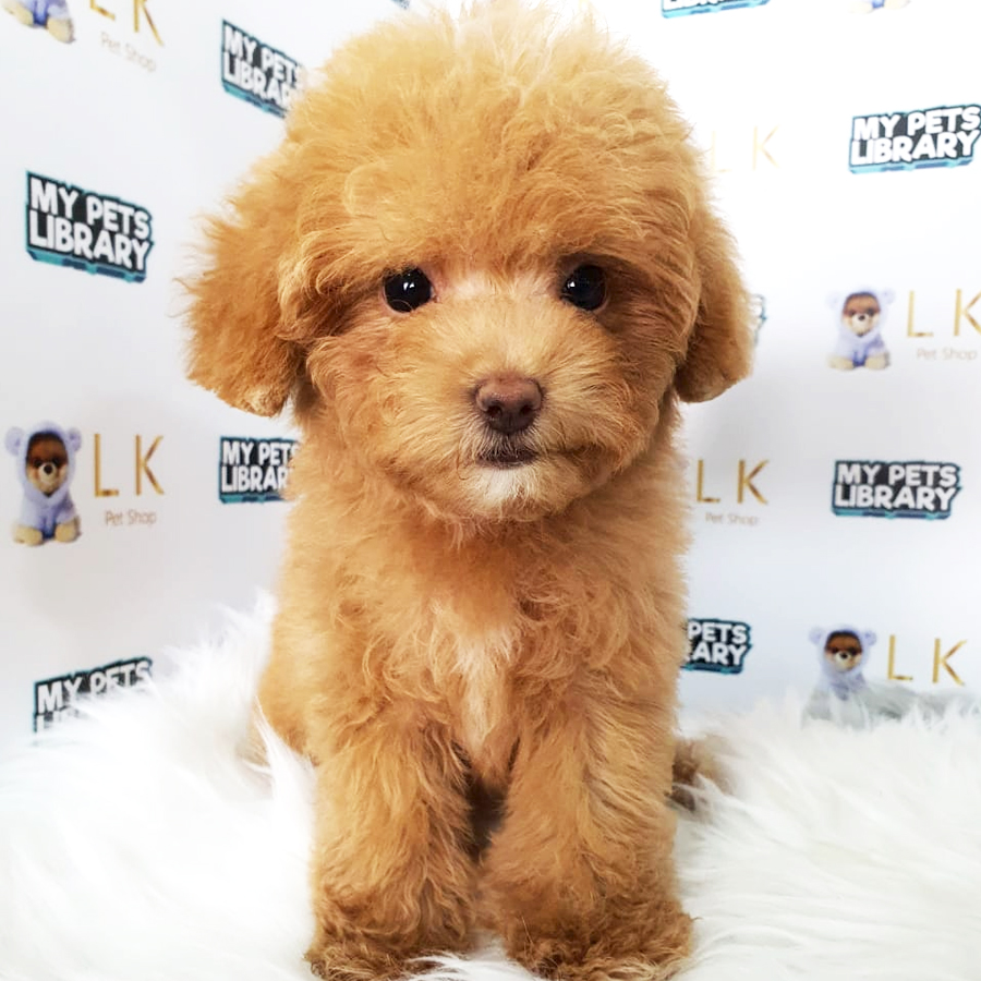 Toy Poodle Puppy (Female) For Sale
