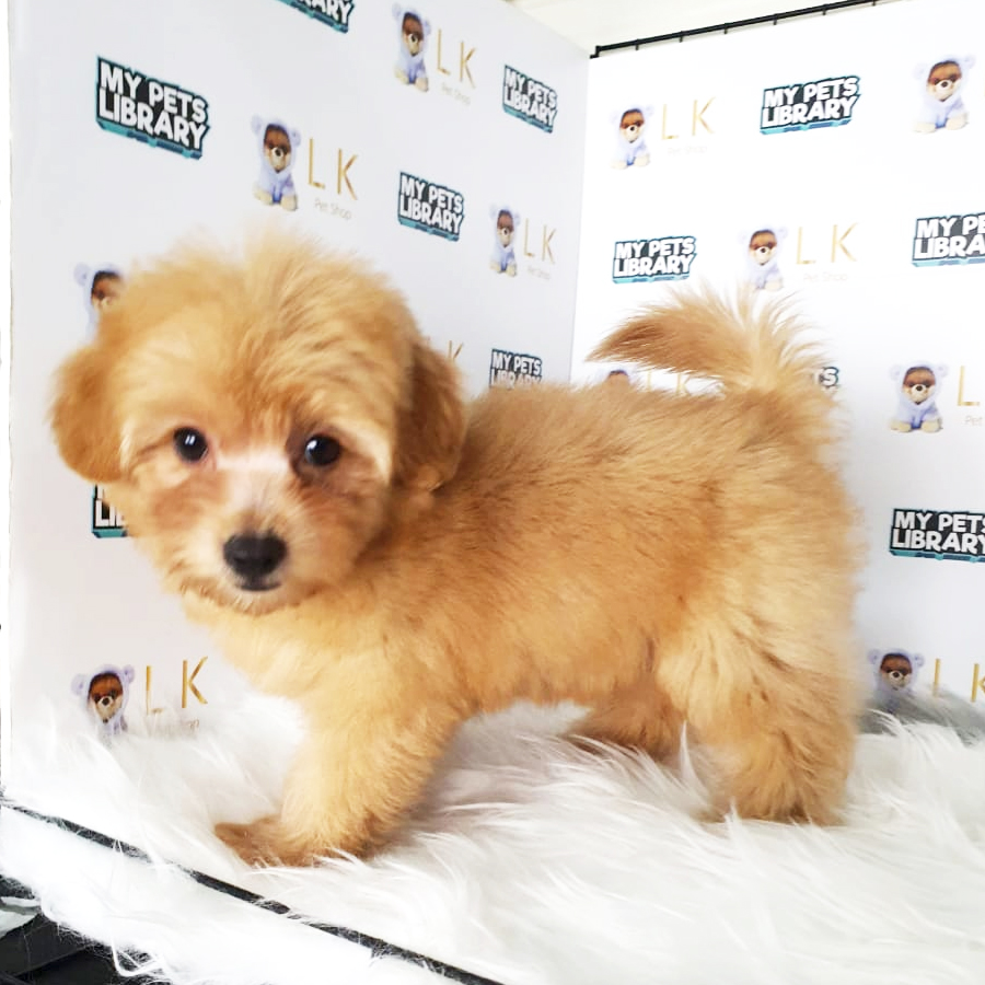 Toy Poodle Puppy (Female) For Sale
