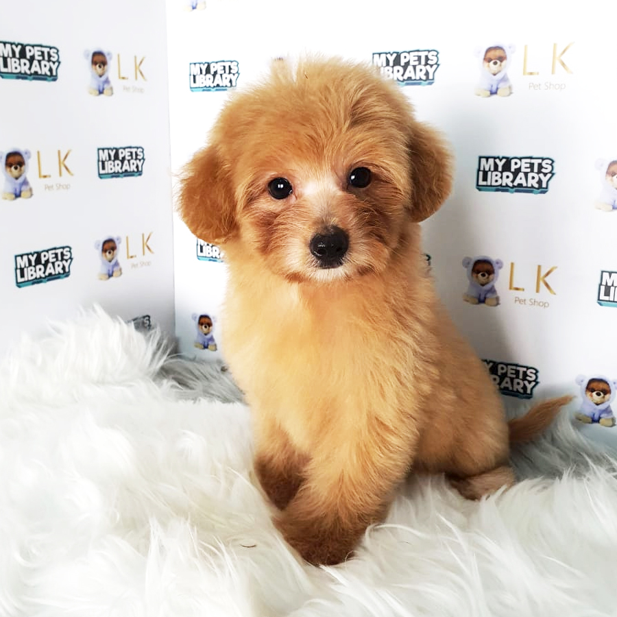 Toy Poodle Puppy (Female) For Sale
