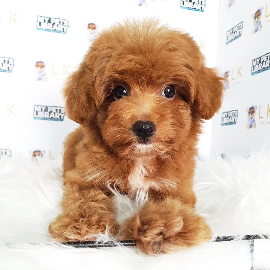 Toy Poodle Puppy (Female) For Sale