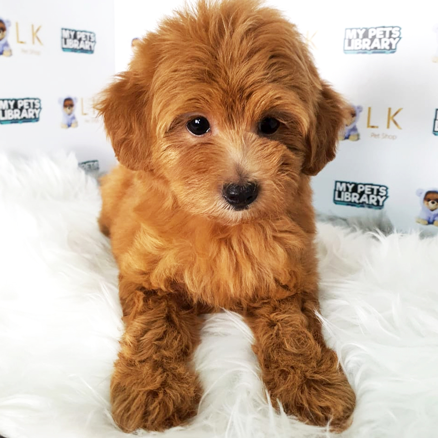 Toy Poodle Puppy (Female) For Sale