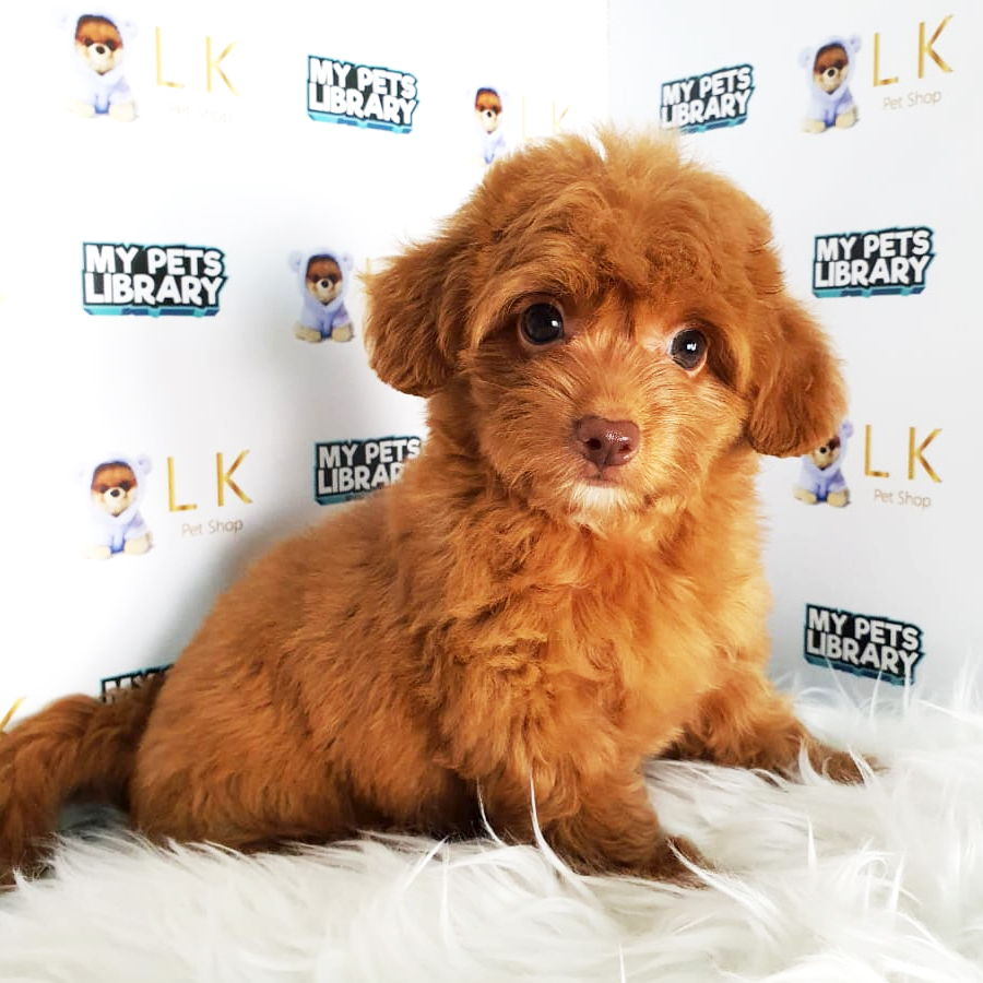 Toy Poodle Puppy (Female) For Sale