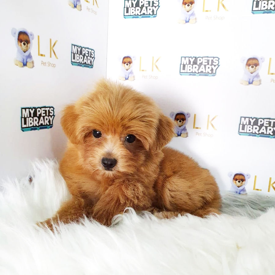 Toy Poodle Puppy (Male) For Sale