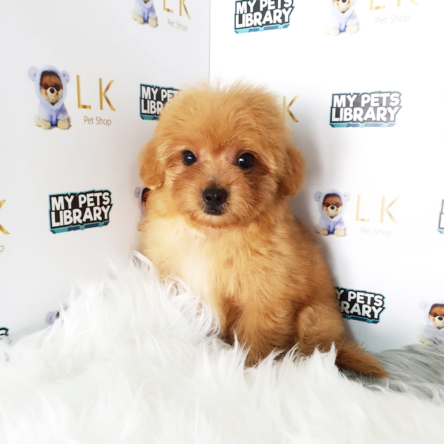 Toy Poodle Puppy (Male) For Sale