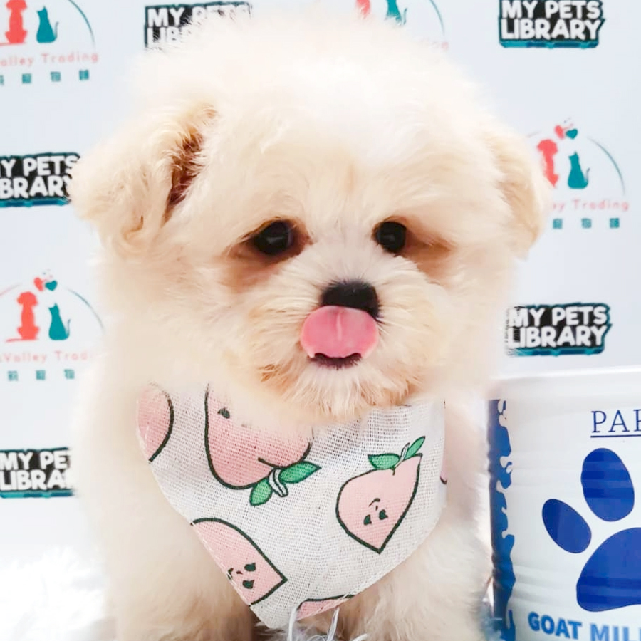 Maltipoo Puppy (Male) For Sale