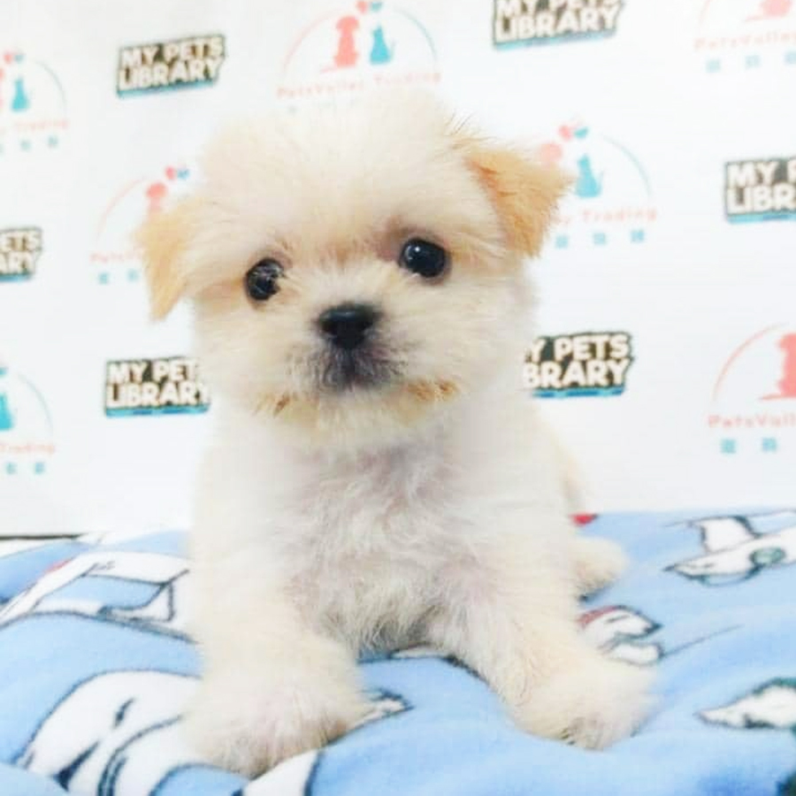 Maltipoo Puppy (Female) For Sale