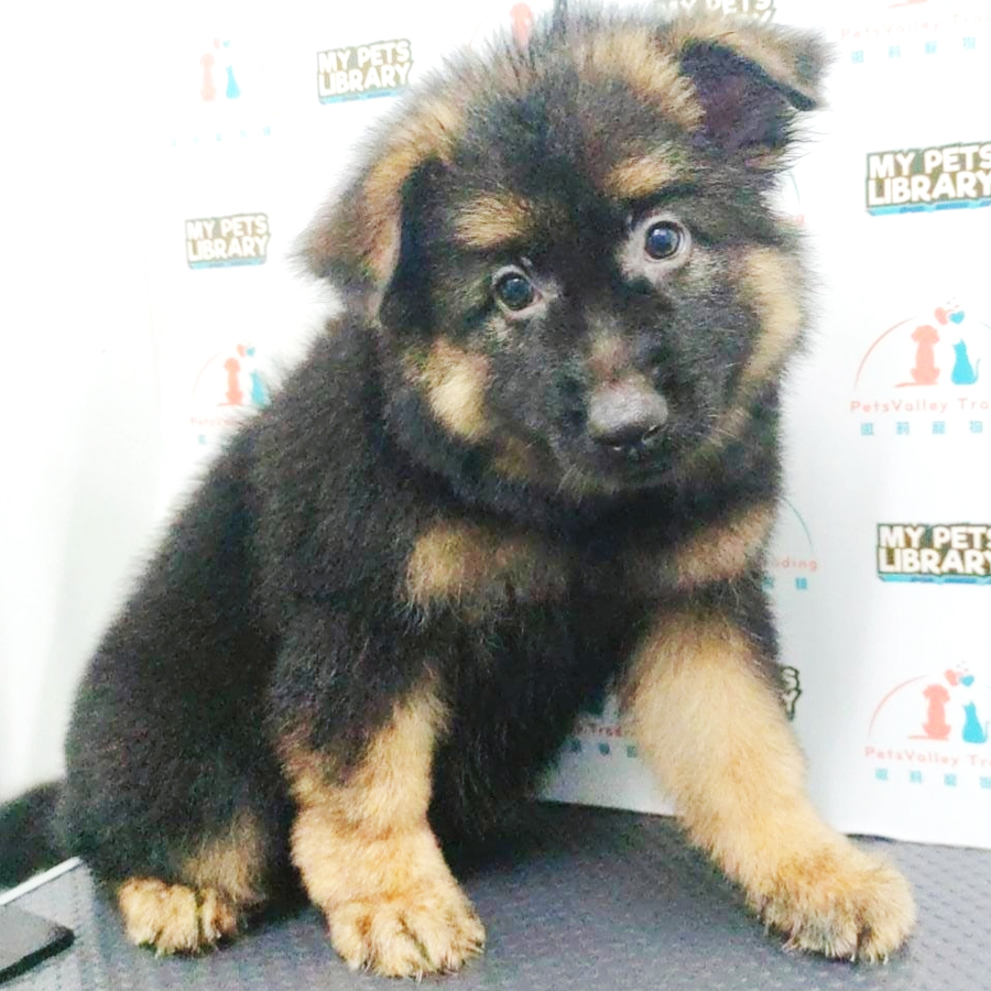 German Shepherd Puppy (Female) For Sale