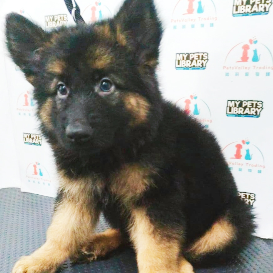 German Shepherd Puppy (Male) For Sale