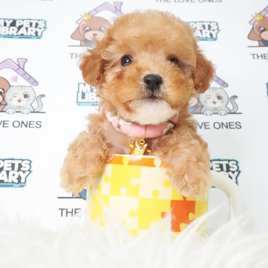 MKA Tiny Poodle Puppy (Female) For Sale