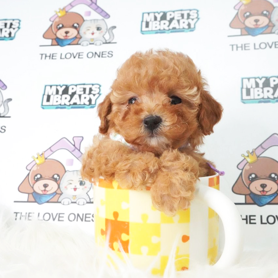 MKA Tiny Poodle Puppy (Female) For Sale