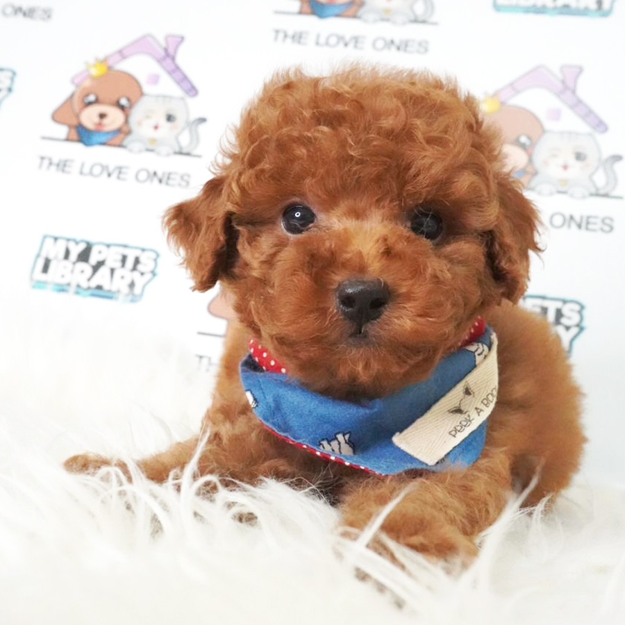 MKA Tiny Poodle Puppy (Male) For Sale