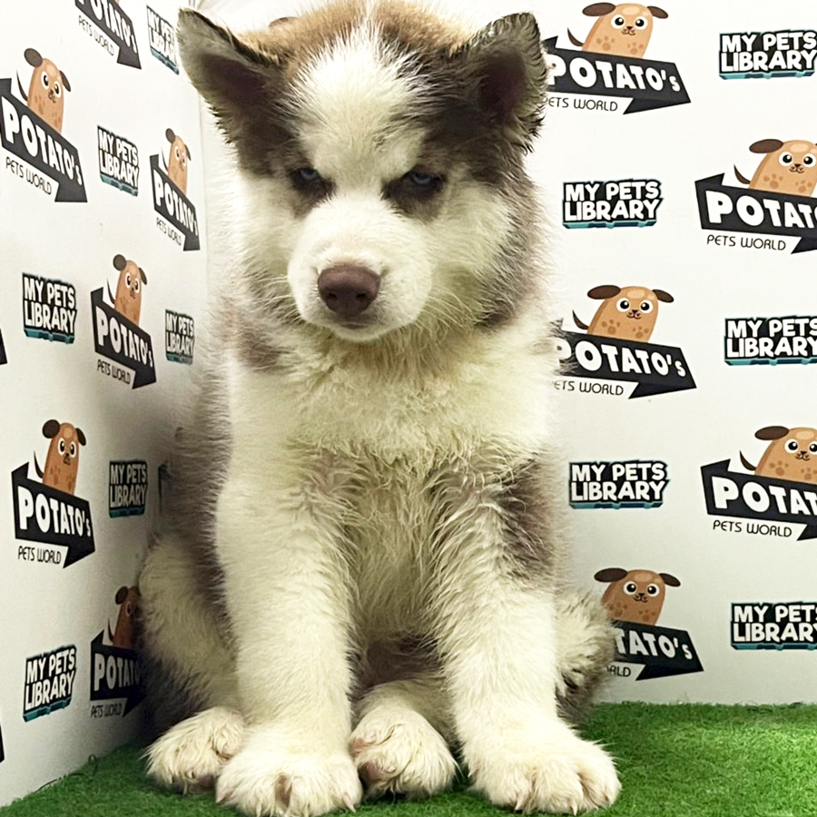 Wooly Husky Puppy (Male) For Sale