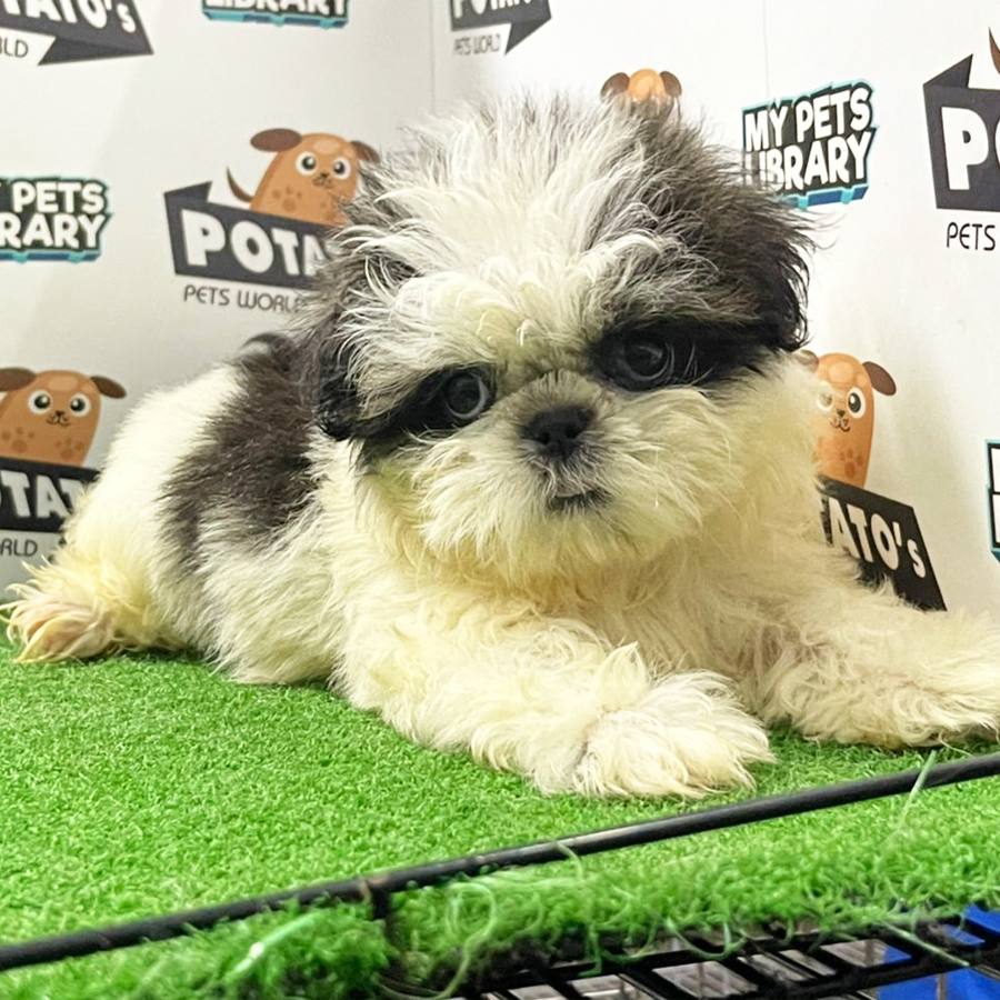 Shih Tzu Puppy (Female) For Sale