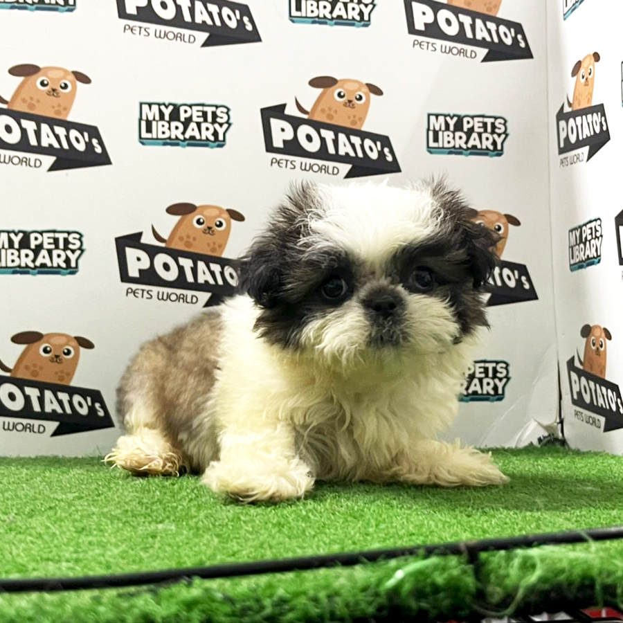 Shih Tzu Puppy (Female) For Sale