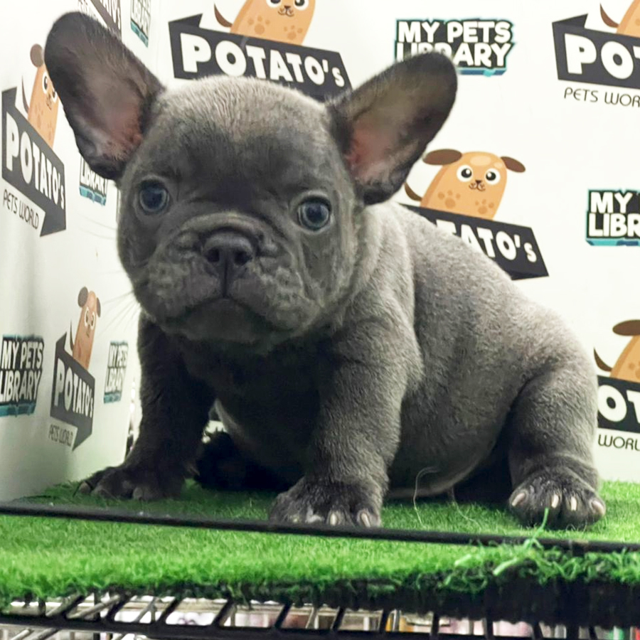 French Bulldog Puppy (Male) For Sale