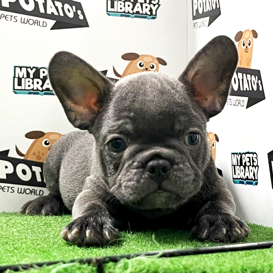 French Bulldog Puppy (Male) For Sale