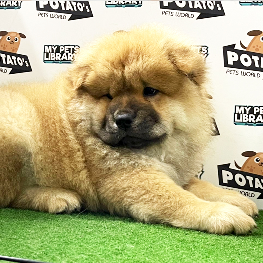 Chow Chow Puppy (Female) For Sale