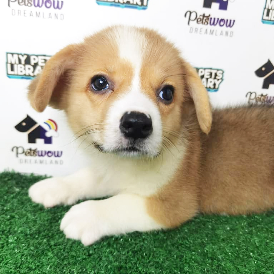 MKA Pembroke Welsh Corgi Puppy (Male) For Sale
