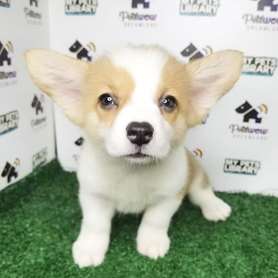 MKA Pembroke Welsh Corgi Puppy (Female) For Sale