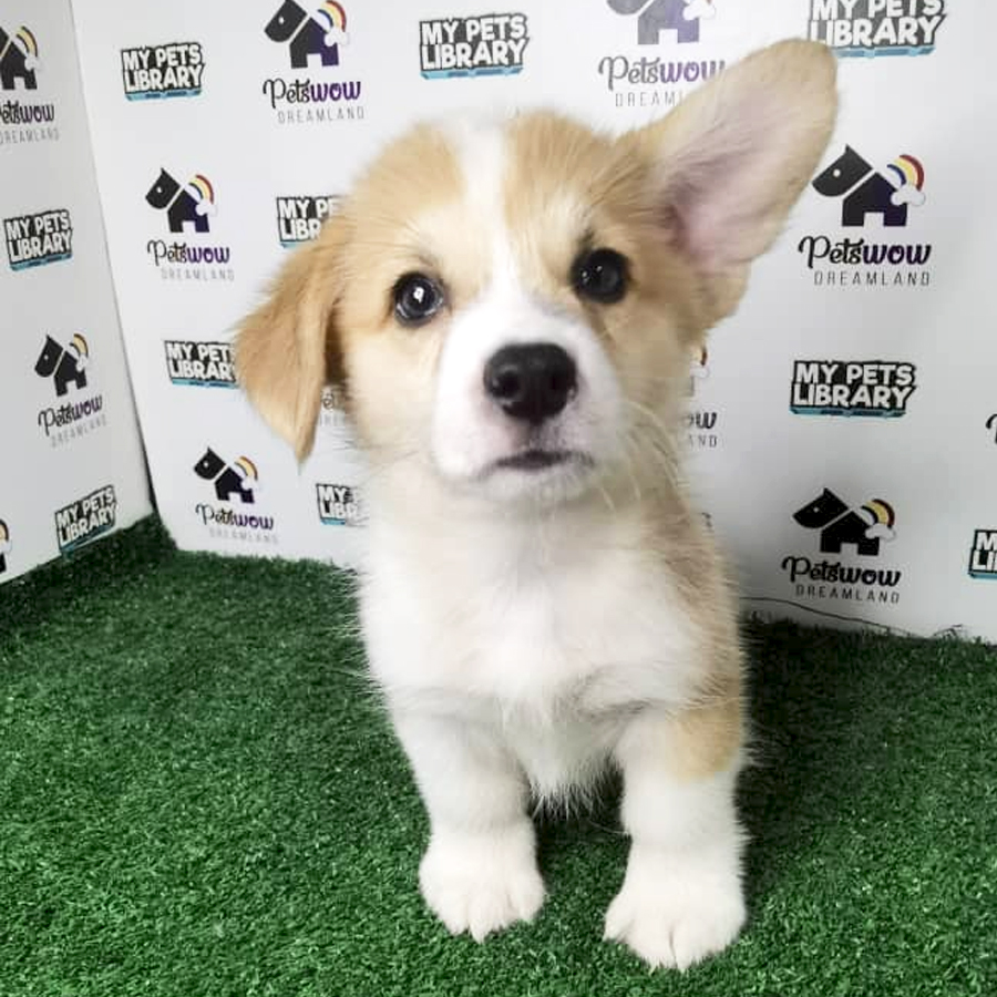 MKA Pembroke Welsh Corgi Puppy (Male) For Sale