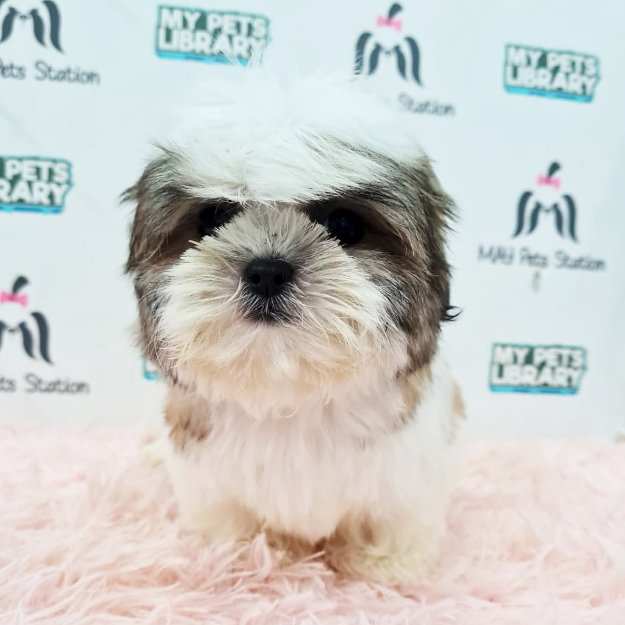 Shih Tzu Puppy (Female) For Sale