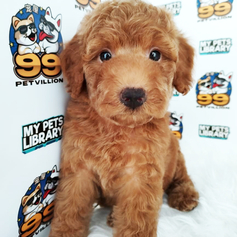 Toy Poodle Puppy (Male) For Sale