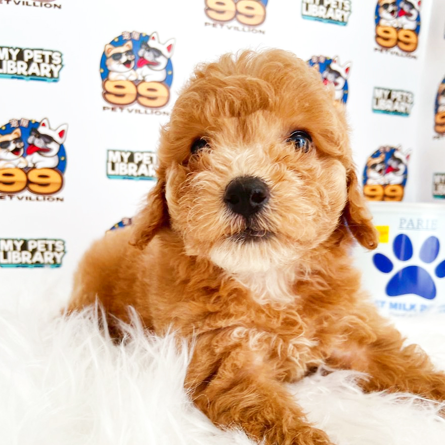 Toy Poodle Puppy (Female) For Sale