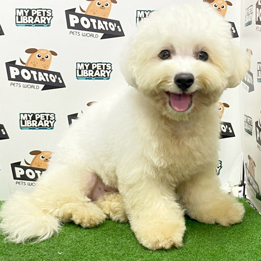 China Imported Bichon Frise Puppy (Male) For Sale
