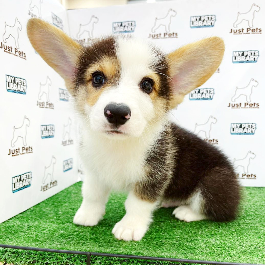 Taiwan Imported Corgi Puppy (Male) For Sale