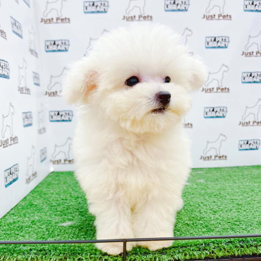 Taiwan Imported Bichon Frise Puppy (Male) For Sale