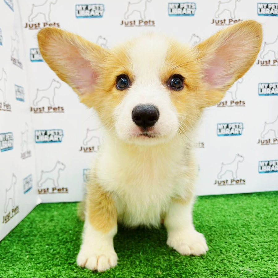 Taiwan Imported Corgi Puppy (Male) For Sale