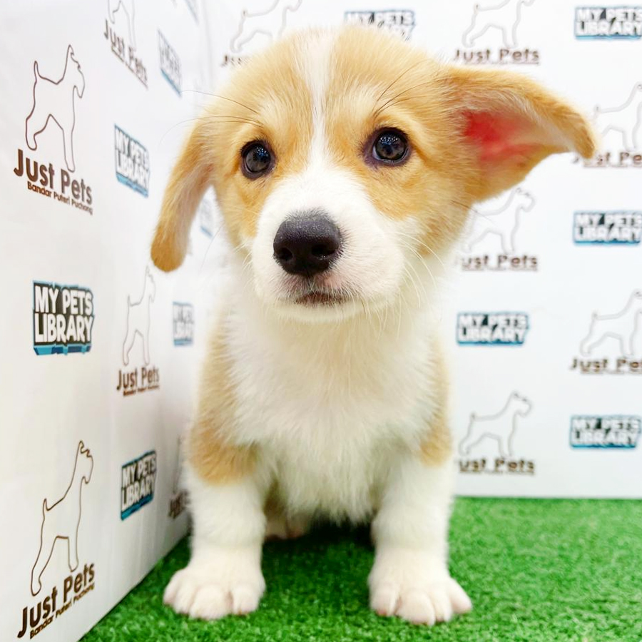 Taiwan Imported Corgi Puppy (Female) For Sale