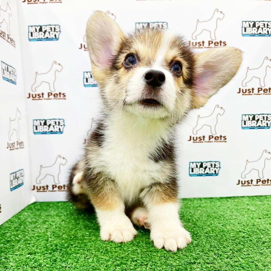 Taiwan Imported Corgi Puppy (Male) For Sale