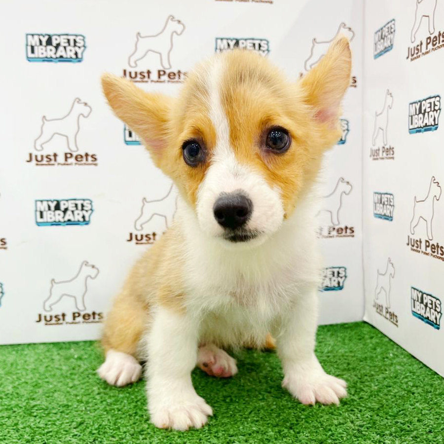 Taiwan Imported Corgi Puppy (Female) For Sale