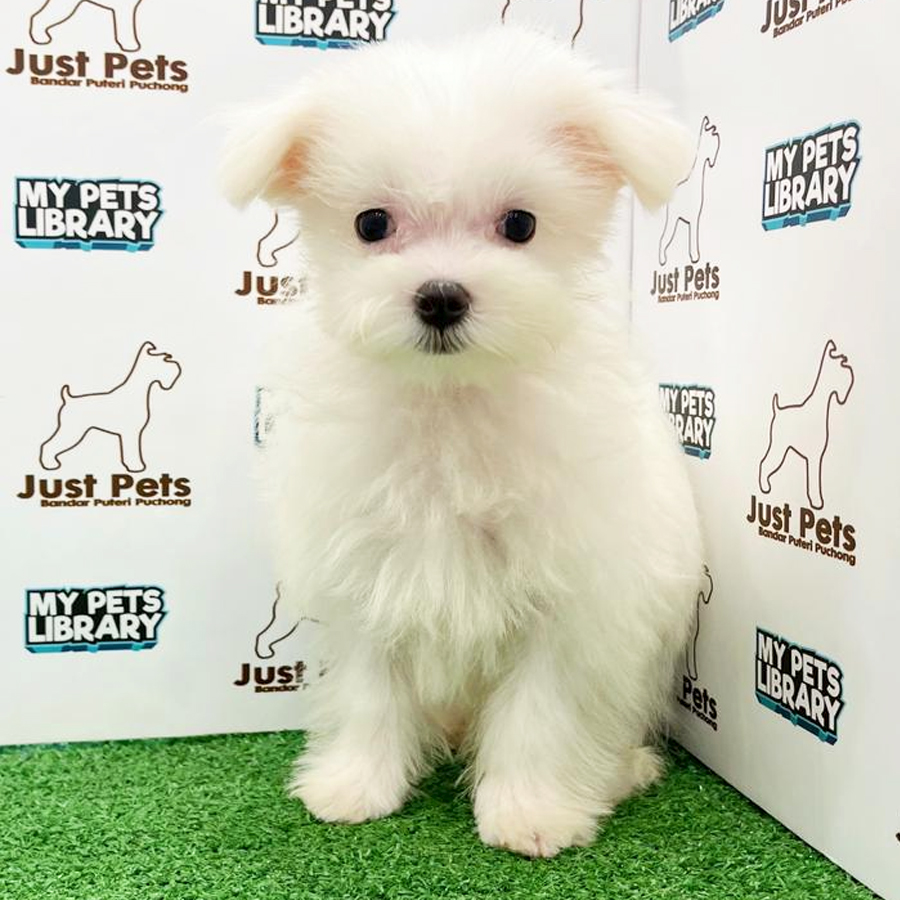 Taiwan Imported Maltese Puppy (Male) For Sale