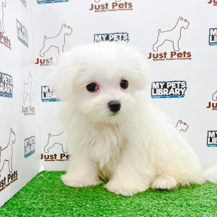 Taiwan Imported Maltese Puppy (Male) For Sale
