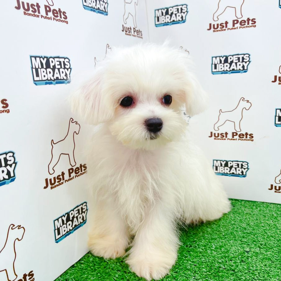 Taiwan Imported Maltese Puppy (Male) For Sale