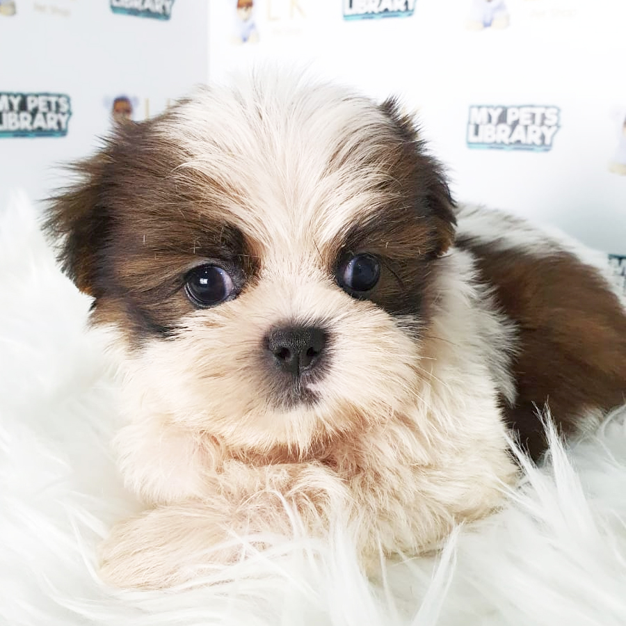 Shih Tzu Puppy (Male) For Sale