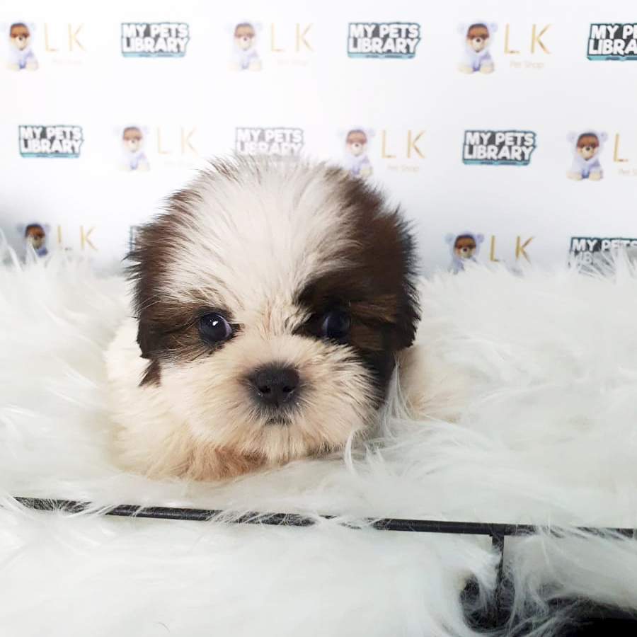 Shih Tzu Puppy (Male) For Sale