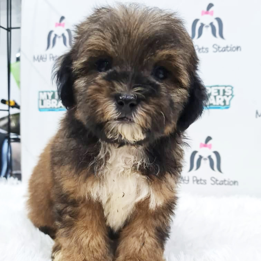 Shihpoo Puppy (Male) For Sale