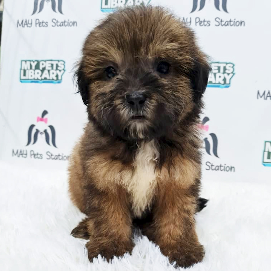 Shihpoo Puppy (Female) For Sale