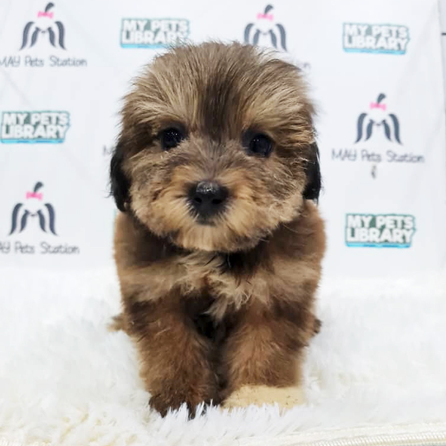 Shihpoo Puppy (Female) For Sale