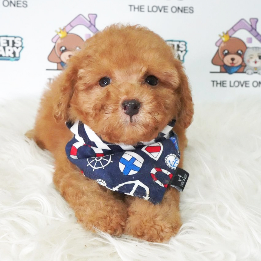 Toy Poodle Puppy (Male) For Sale