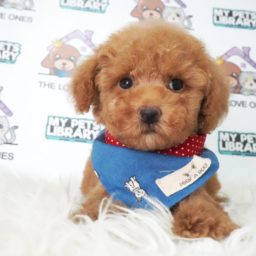 Toy Poodle Puppy (Male) For Sale
