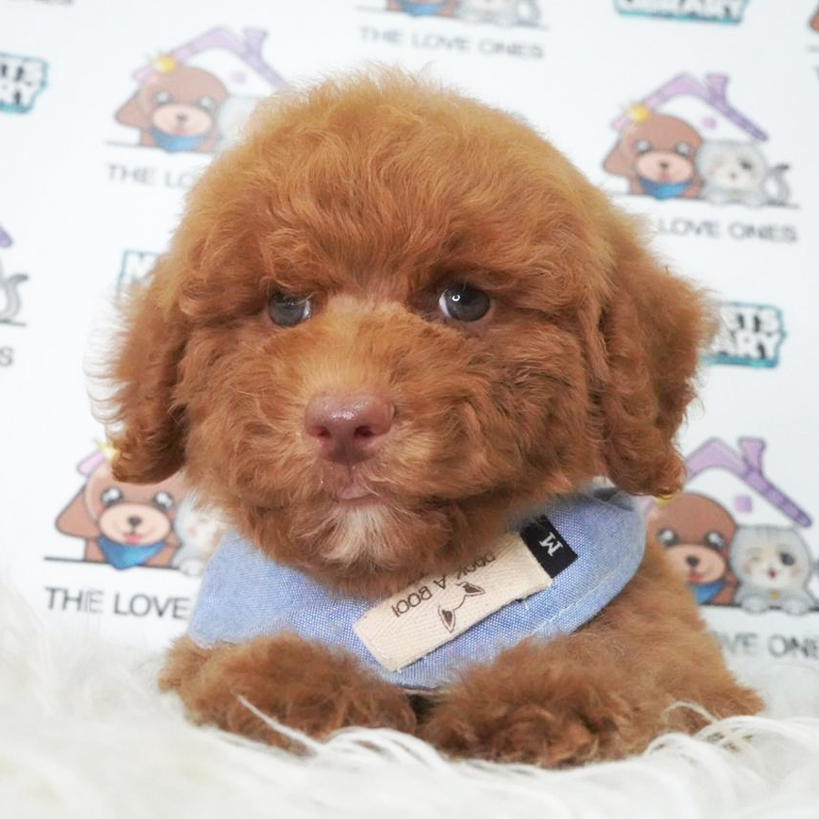 Toy Poodle Puppy (Male) For Sale
