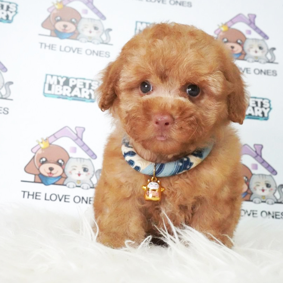 Toy Poodle Puppy (Male) For Sale
