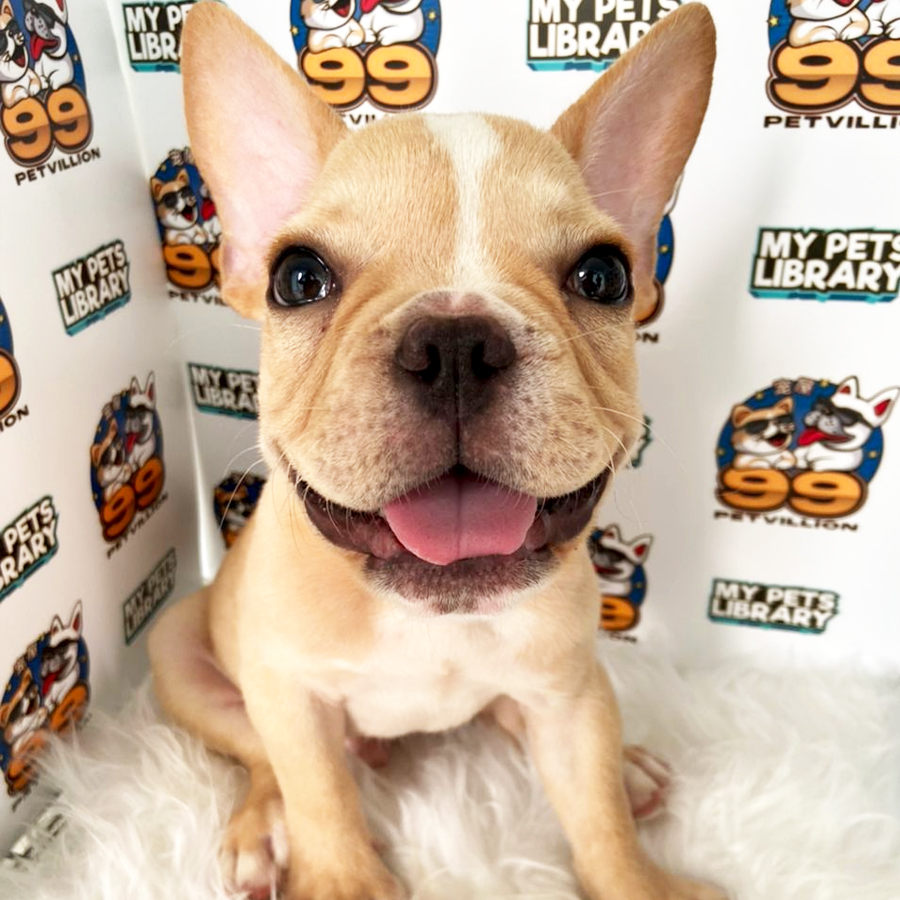 French Bulldog Puppy (Male) For Sale