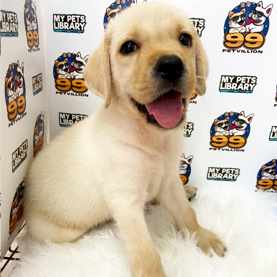 Labrador Puppy (Male) For Sale