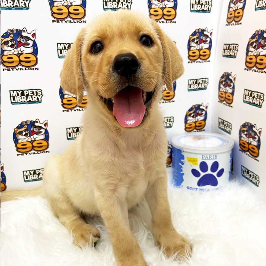 Labrador Puppy (Female) For Sale