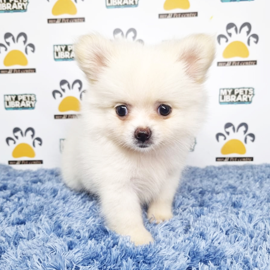 Pomeranian Puppy (Male) For Sale